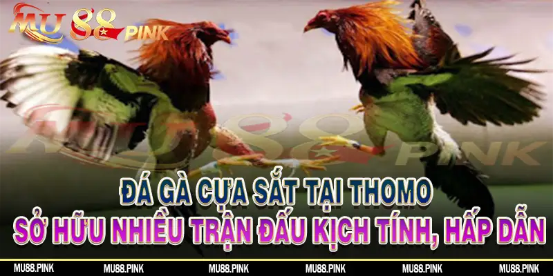 Đá gà cựa sắt tại trường gà Thomo sở hữu nhiều trận đấu kịch tính, hấp dẫn