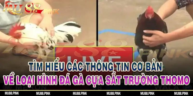 Tìm hiểu các thông tin cơ bản về loại hình đá gà cựa sắt tại trường gà Thomo