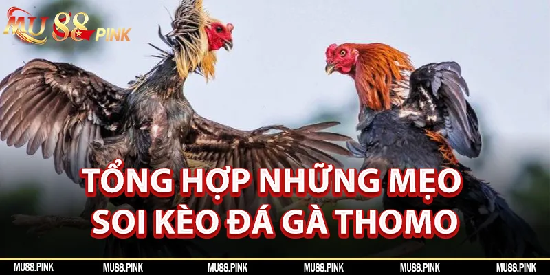 Tổng hợp những mẹo soi kèo đá gà cực hay và dễ áp dụng cho bạn mới 