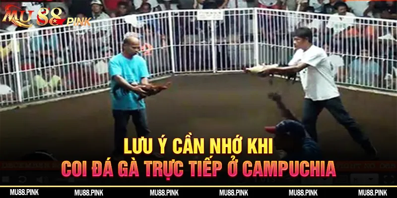 Lưu ý cần nhớ khi coi đá gà trực tiếp ở Campuchia