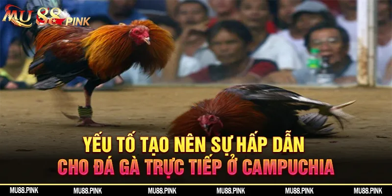 Yếu tố tạo hấp dẫn cho đá gà trực tiếp ở Campuchia